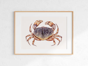 Dungeness Crab Print