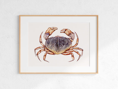 Dungeness Crab Print