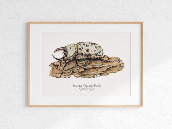 Eastern Hercules Beetle Print