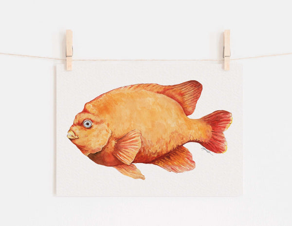 Garibaldi Damselfish Print
