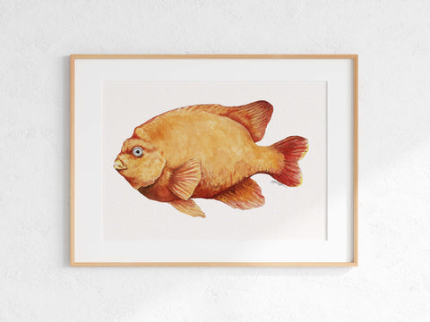 Garibaldi Damselfish Print