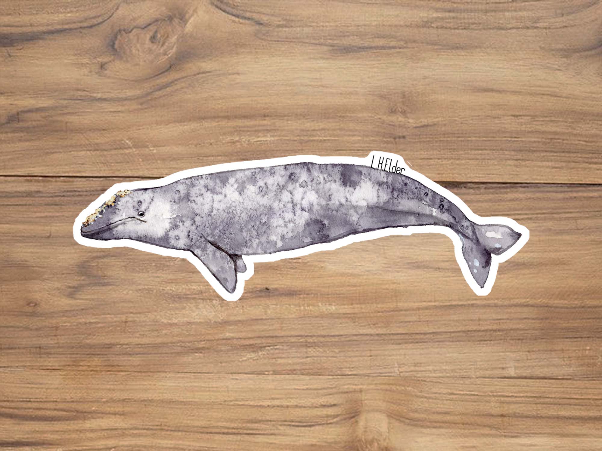 Gray Whale Sticker