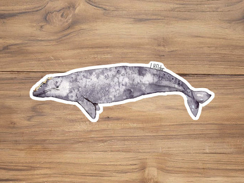 Gray Whale Sticker
