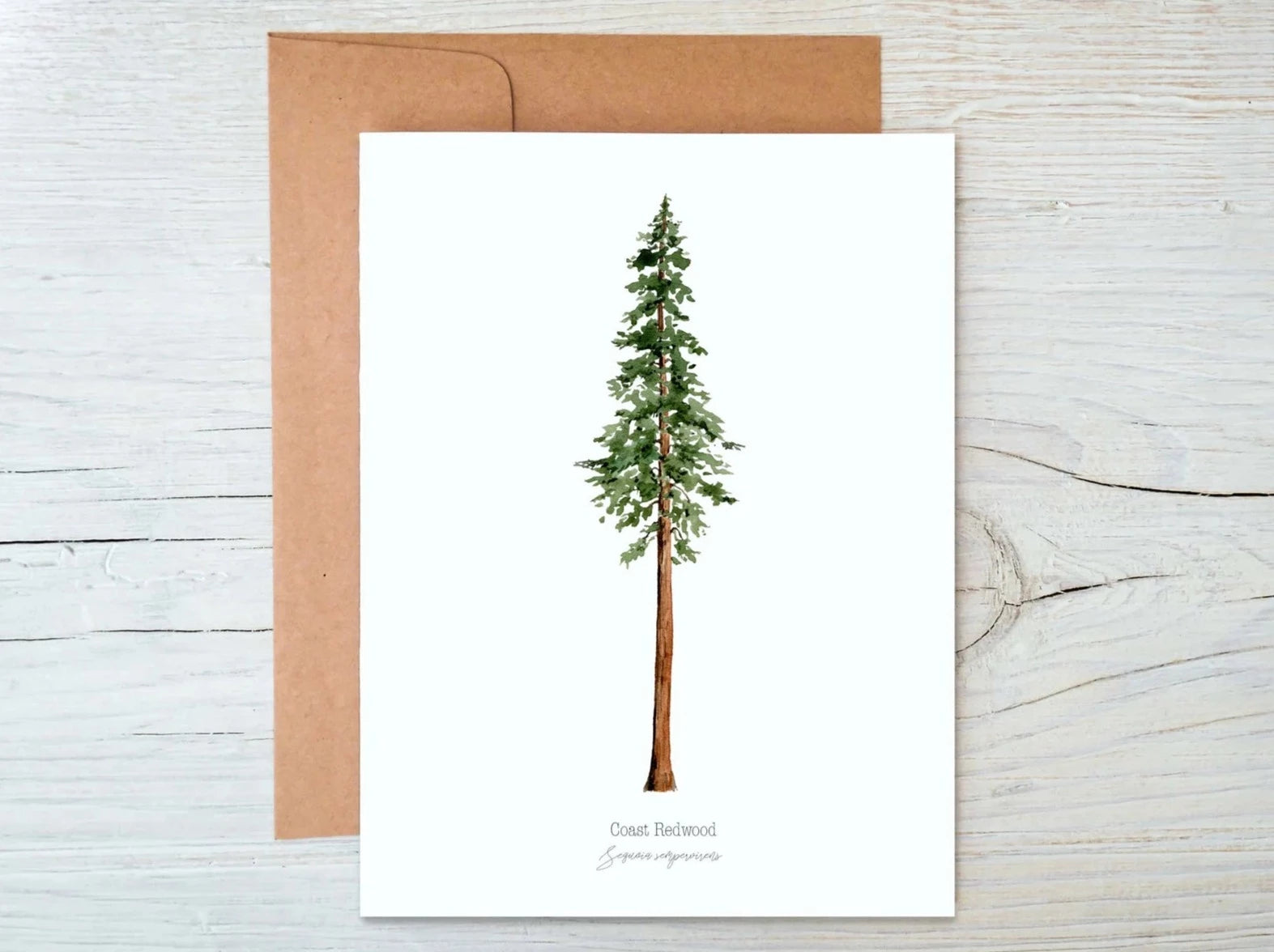 Coast Redwood Note Cards