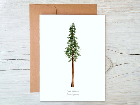 Coast Redwood Note Cards