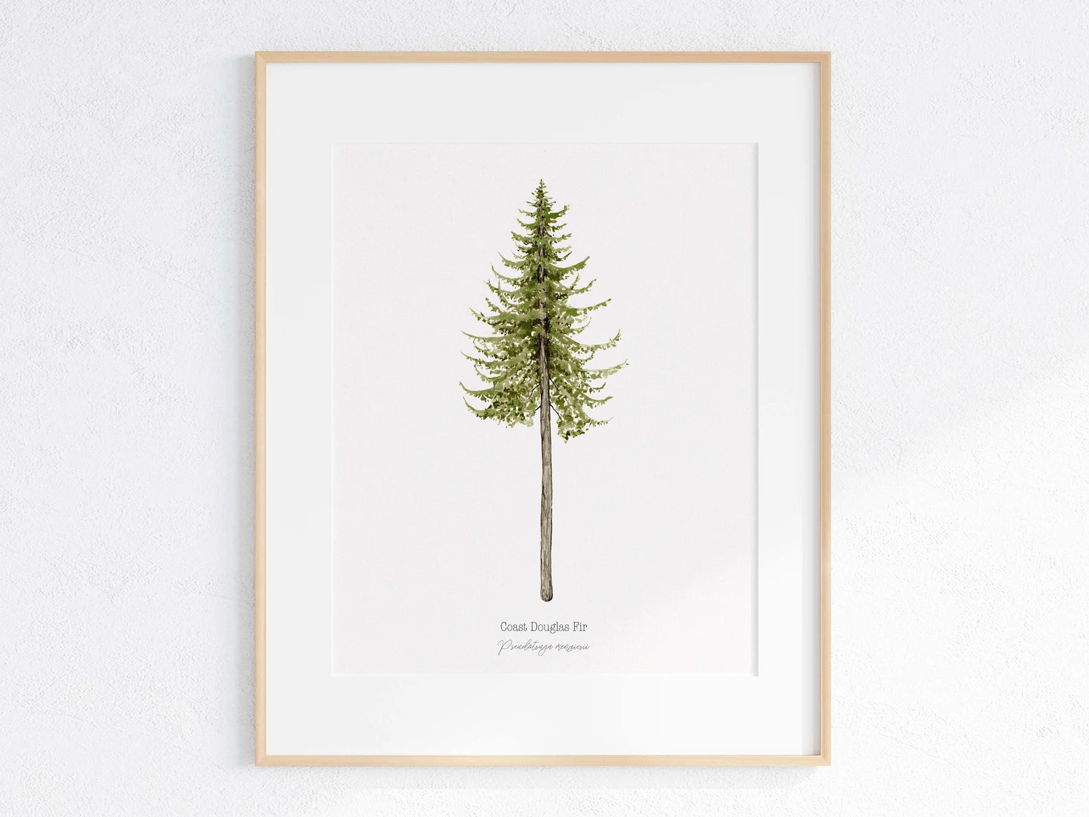 Coast Douglas Fir Print