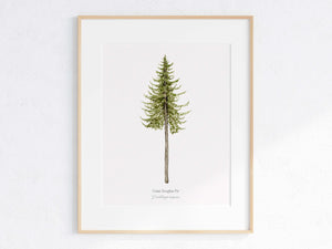 Coast Douglas Fir Print