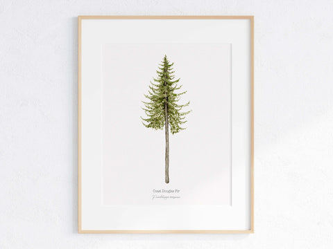 Coast Douglas Fir Print