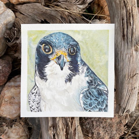 Peregrine Falcon Watercolor