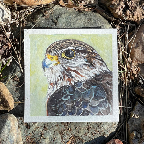 Merlin Falcon Watercolor