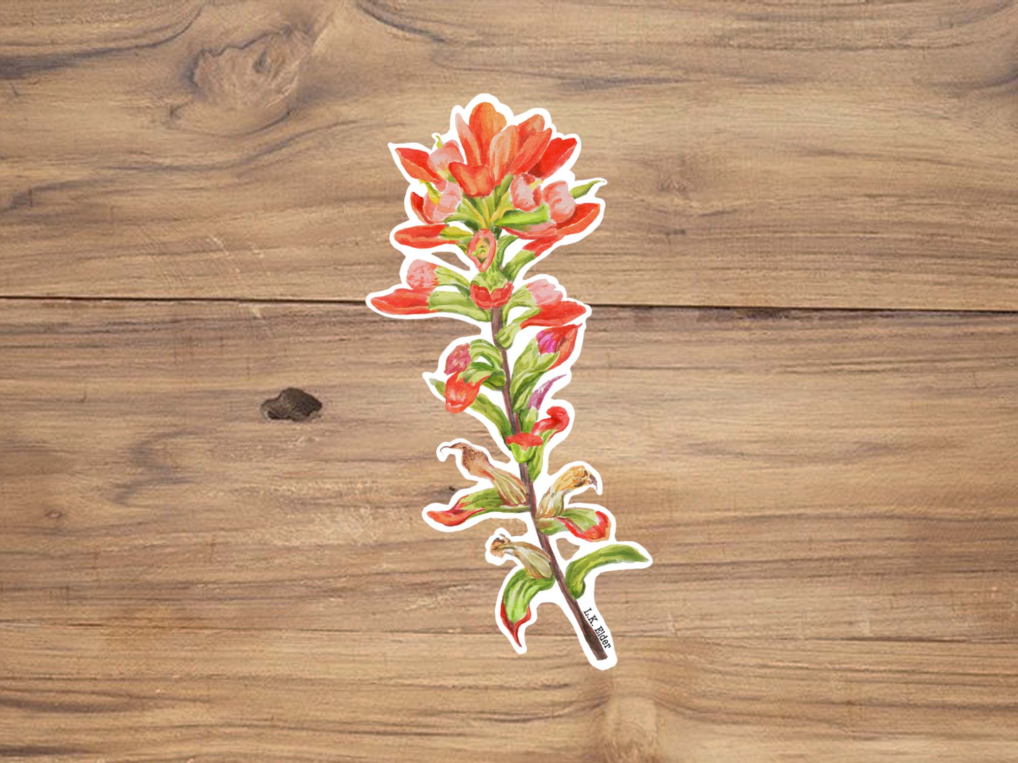 Indian Paintbrush Sticker