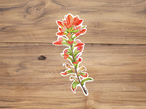 Indian Paintbrush Sticker