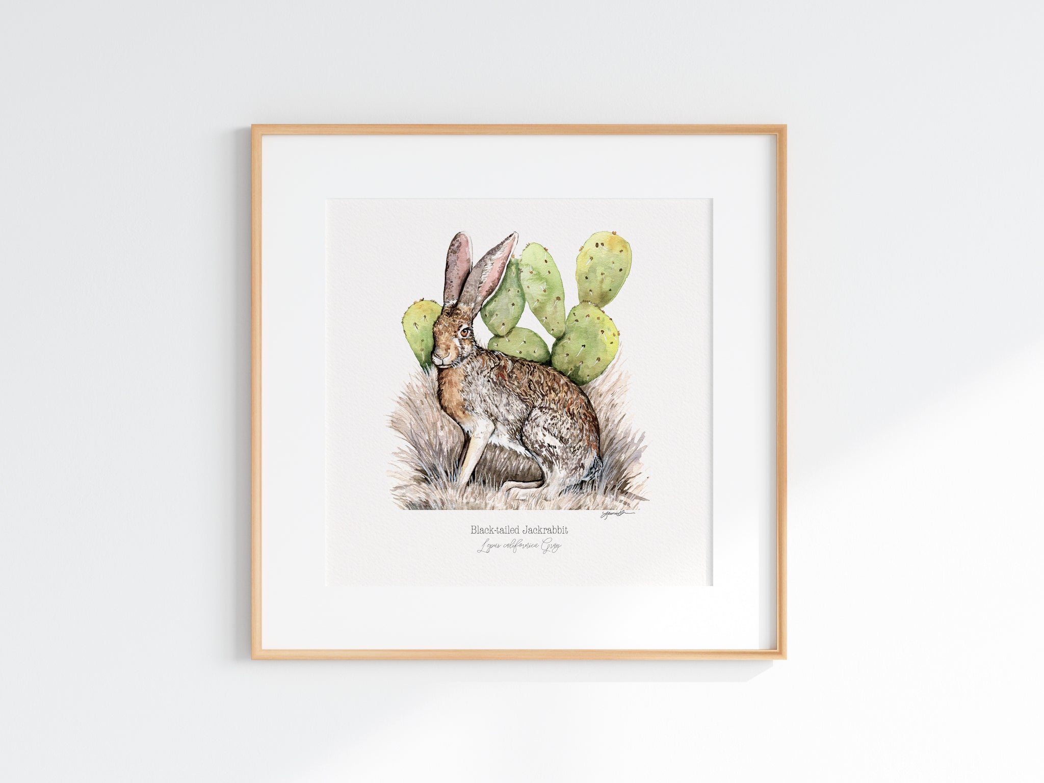 Black-tailed Jackrabbit Print