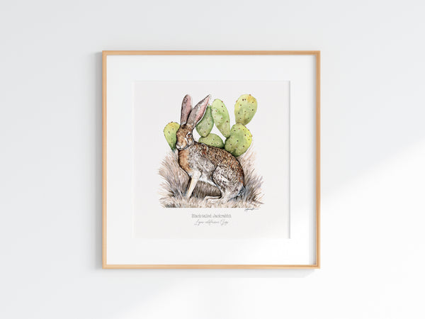 Black-tailed Jackrabbit Print
