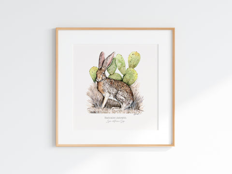 Black-tailed Jackrabbit Print