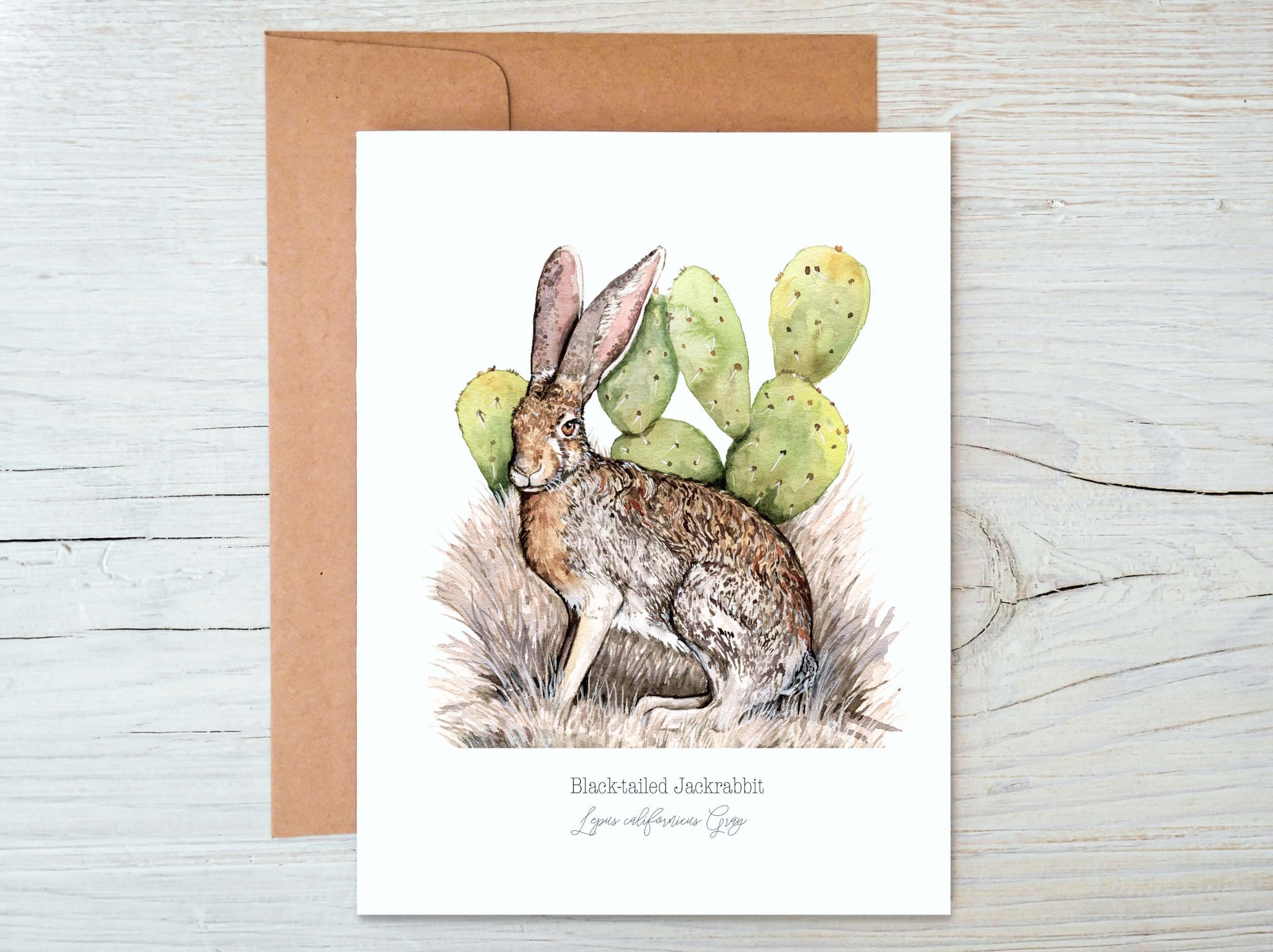 Black-tailed Jack Rabbit Greeting Card