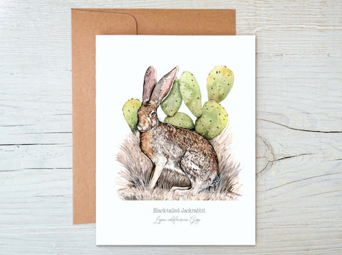 Black-tailed Jack Rabbit Greeting Card