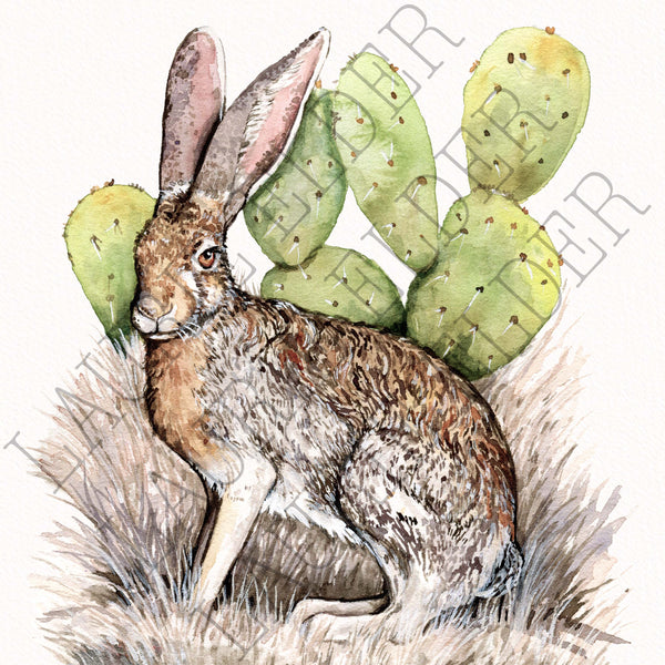 Black-tailed Jackrabbit Print