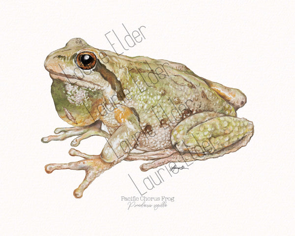 Pacific Chorus Frog Print