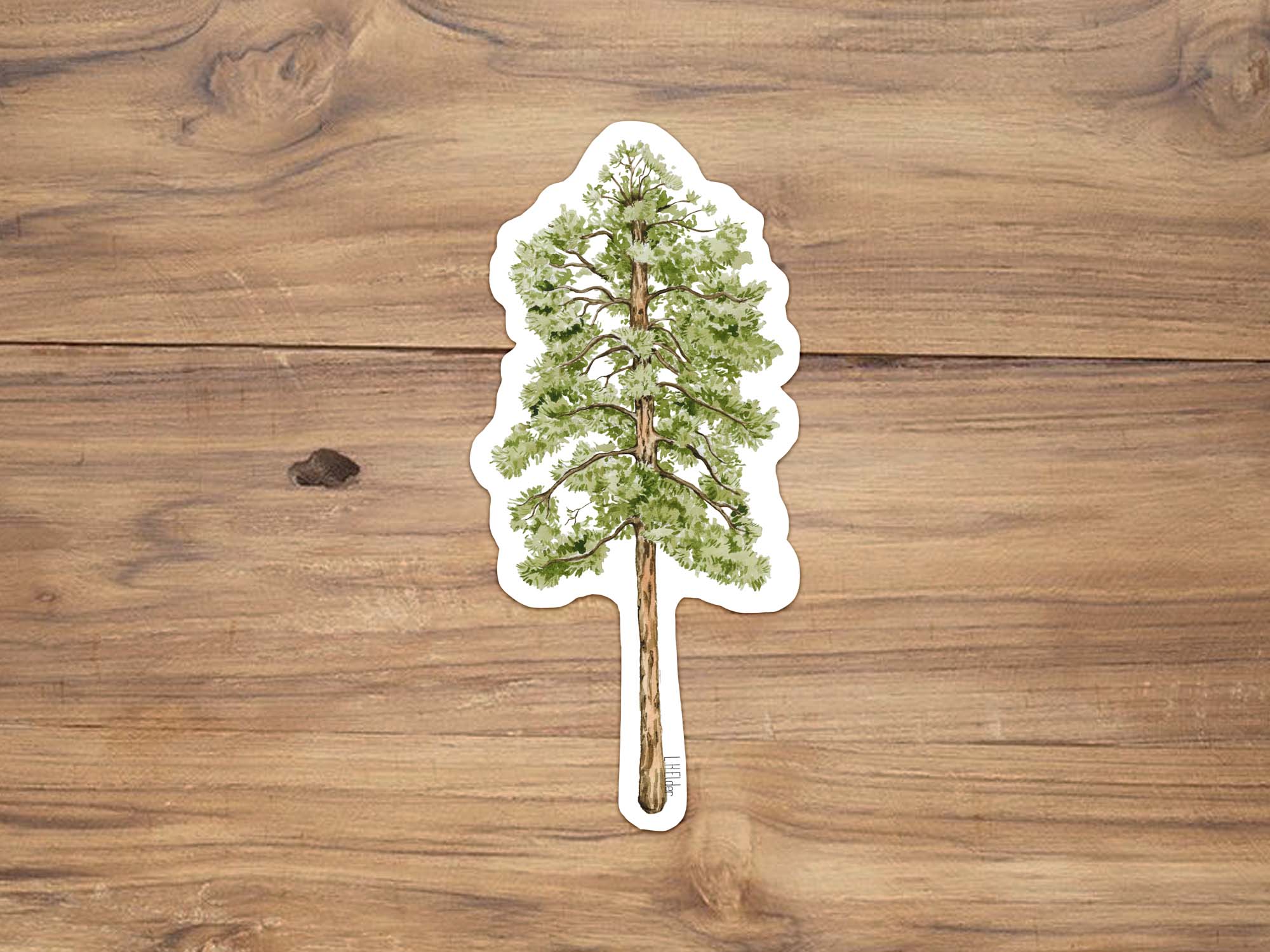 Ponderosa Pine Sticker