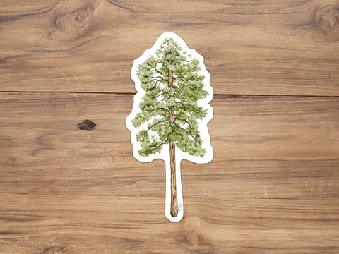 Ponderosa Pine Sticker