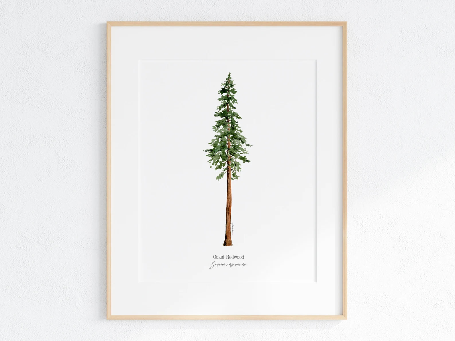 California Redwood Print