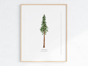 California Redwood Print