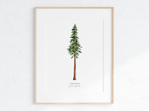 California Redwood Print