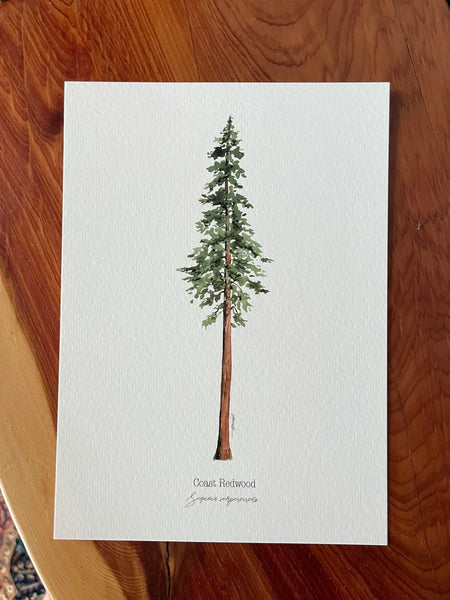 California Redwood Print