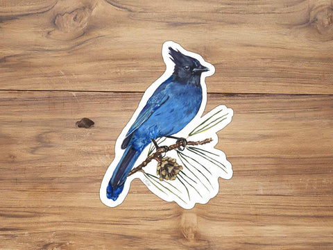 Steller's Jay Illustration Sticker