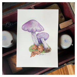 Wood Blewit Illustration