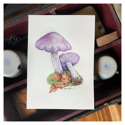 Wood Blewit Illustration